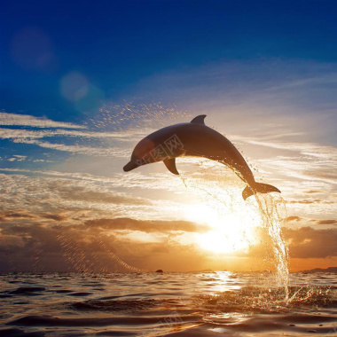 夕阳海豚背景背景