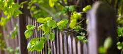 容子木女装木栅栏绿色植物清新背景高清图片