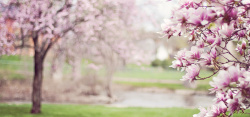 玉兰树美丽桃粉色的玉兰树图片高清图片
