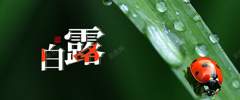 二十四节气白露banner海报jpg设计背景_新图网 https://ixintu.com 二十四节气 昆虫 白露 节气 露水 绿叶 传统节气 大自然