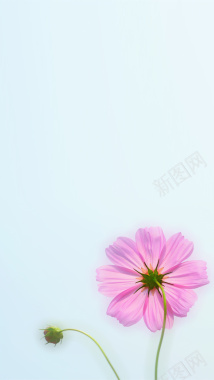 淡蓝色小清新粉色花朵H5背景素材背景