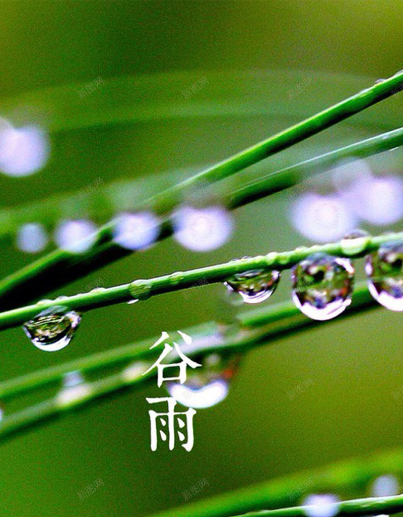 谷雨H5素材背景jpg设计背景_新图网 https://ixintu.com 绿色背景 植物 水珠 清新 谷雨 H5素材 文艺 小清新 简约