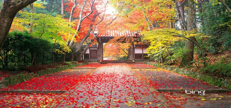 木屋门前的满地枫树叶jpg设计背景_新图网 https://ixintu.com 两旁的树 摄影 木屋 枫林 海报banner 满地的叶子 门 风景 黄叶子