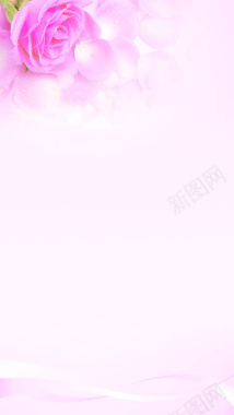 粉色浪漫梦幻出水玫瑰H5背景背景