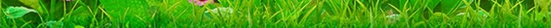 天然杨梅水果促销海报背景模板psd设计背景_新图网 https://ixintu.com 背景模板 采摘季 促销 水果 海报 天然杨梅 大气 新鲜 健康 绿色 营养