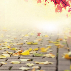 秋季主图秋季朦胧落叶背景图高清图片