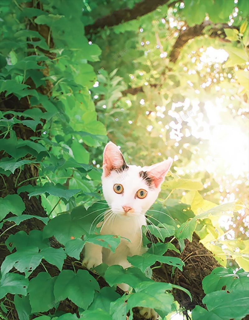 宠物可爱萌猫咪H5背景jpg设计背景_新图网 https://ixintu.com 萌 猫 宠物 喵星人 动物 树叶 H5 h5 卡通 童趣 手绘