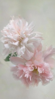 粉色花朵小清新H5背景背景