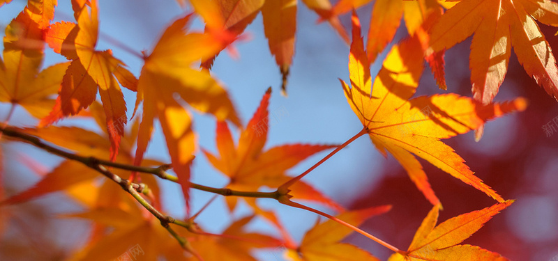 红色树叶背景jpg设计背景_新图网 https://ixintu.com 树叶 枫叶 叶子 植物 秋季 秋天 自然风光 海报banner 摄影 风景