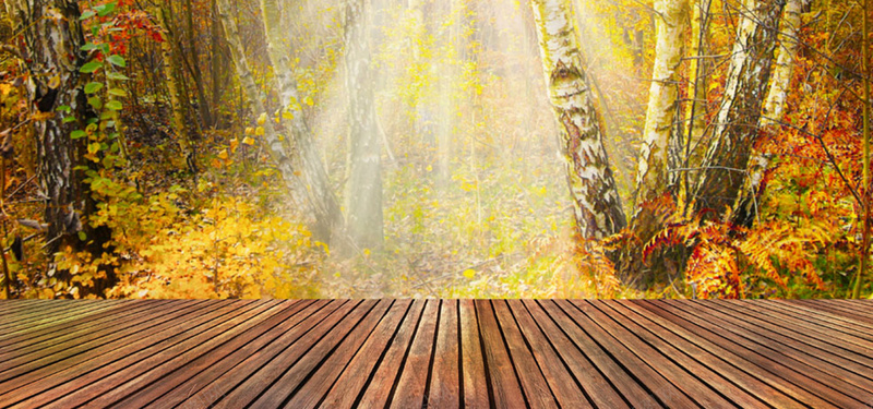 树林里的木板背景图片jpg设计背景_新图网 https://ixintu.com 树林 秋季 黄色 落叶 木板 纹理 海报banner 质感