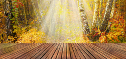 树林纹理图片树林里的木板背景图片高清图片