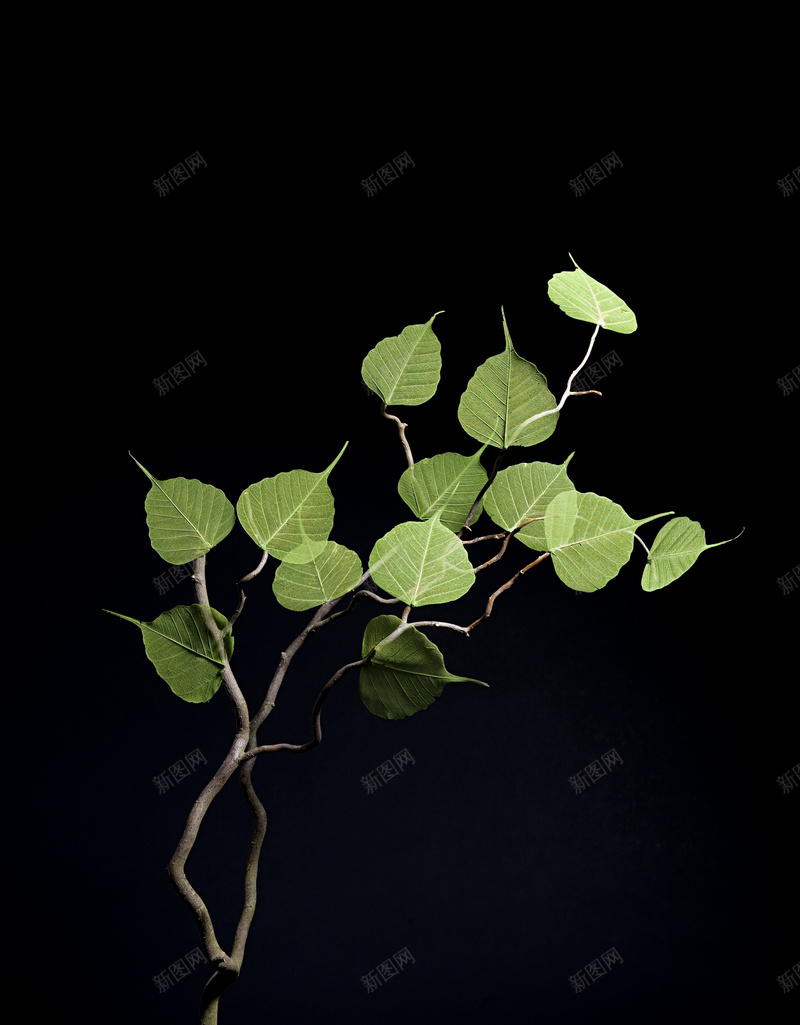 树枝上的绿叶图片素材jpg设计背景_新图网 https://ixintu.com 分支 叶子 离开 绿叶 绿色 树木 成长 生长 在室内 增长 植物 环保海报 背景素材