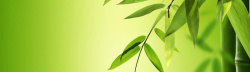 笔叶叶子绿色竹子笔叶环保简约清新高清图片