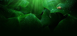 蜗牛纹理滴水珠的绿叶高清图片