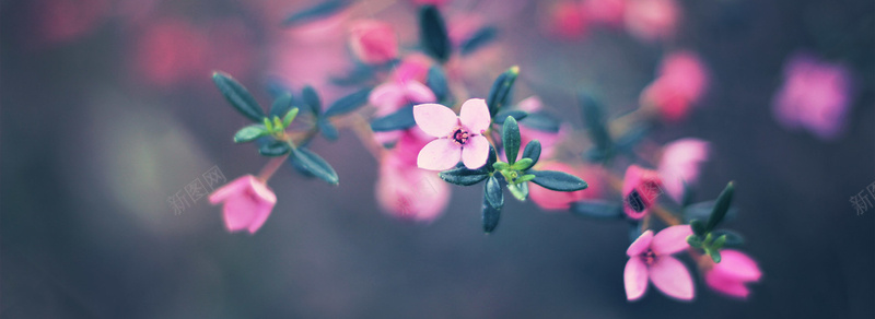 花草jpg设计背景_新图网 https://ixintu.com 春夏海报 服装海报 妇女节海报 绿色背景海报 轮播图 节日海报 淘宝女装海报 1920背景 海报banner 摄影 风景