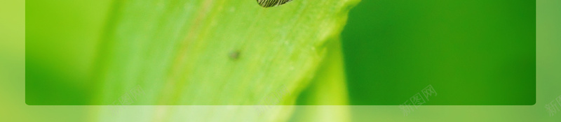 绿色大暑二十四节气海报psd设计背景_新图网 https://ixintu.com 大自然 昆虫 甲虫 绿色 虫子 飞虫 烈日 传统节气 夏日 夏季 叶子