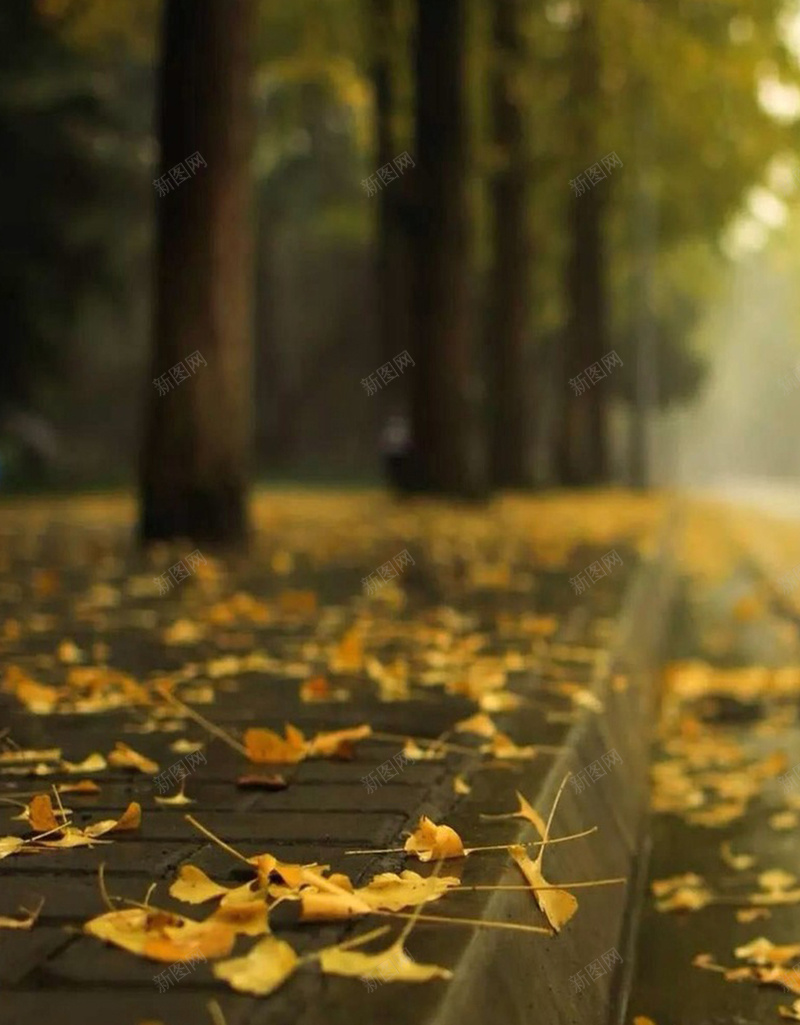 道路旁的大树H5素材背景jpg设计背景_新图网 https://ixintu.com 光线 大树 模糊 道路 H5素材