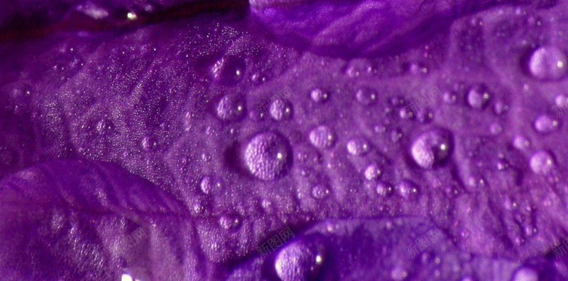 紫色水珠H5背景jpg设计背景_新图网 https://ixintu.com 水珠 紫色 质感 纹理 H5背景 H5 h5