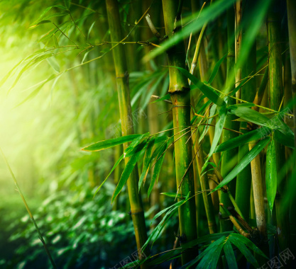 阳光下的竹林背景海报素材背景