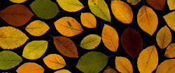 秋季叶片落叶背景高清图片