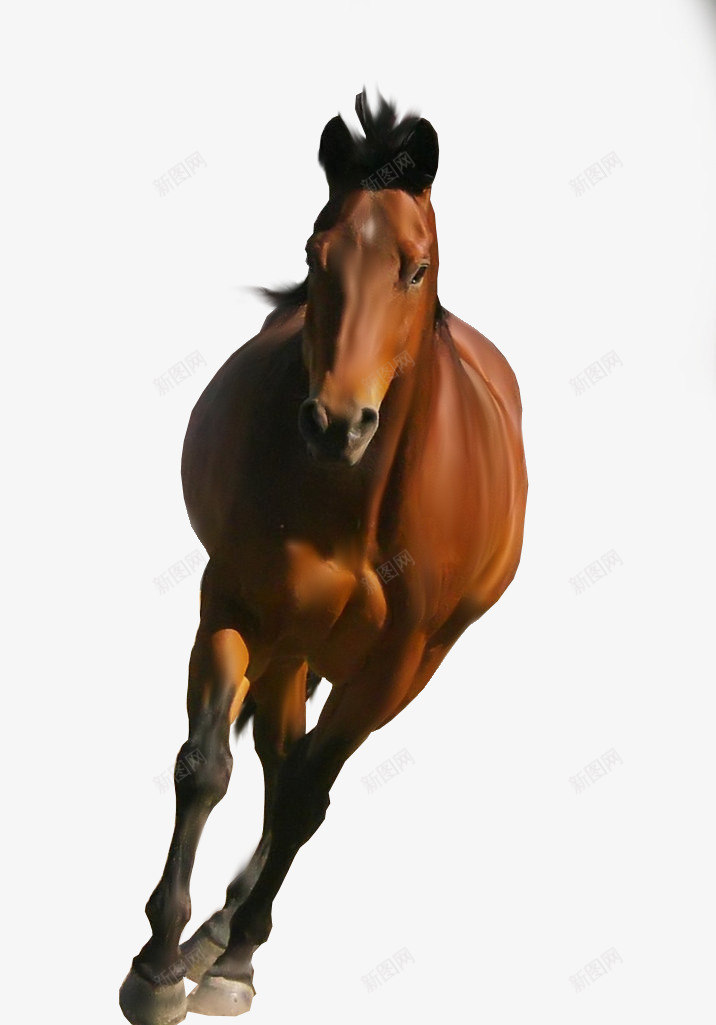 horse2547拼贴动物sucaipng免抠素材_新图网 https://ixintu.com 拼贴 动物