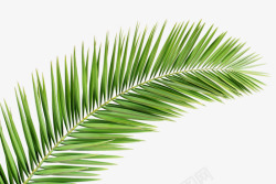 Palm tree 绿植素材