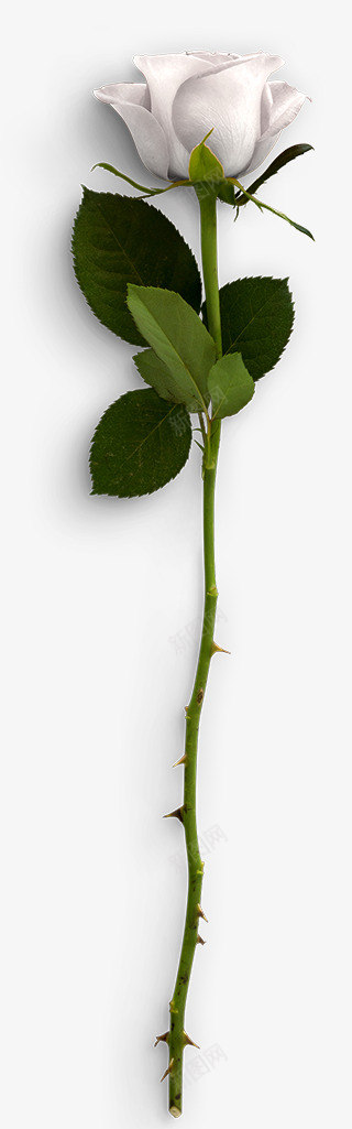 摄影真花玫瑰 叶子  714植物png免抠素材_新图网 https://ixintu.com 摄影 真花 玫瑰 叶子 植物