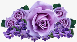roses4158991960720花朵素材