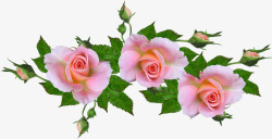 Rosesroses4295016960720一花一草一世界高清图片