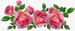Rosesroses3618271960720一花一草一世界高清图片