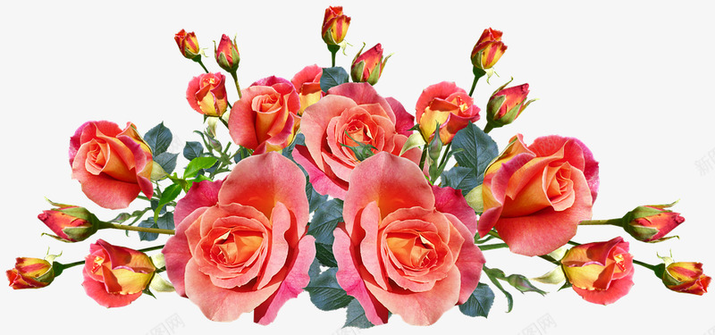 roses3808107960720花朵png免抠素材_新图网 https://ixintu.com 花朵