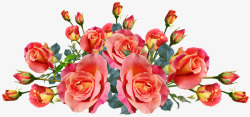 roses3808107960720花朵素材