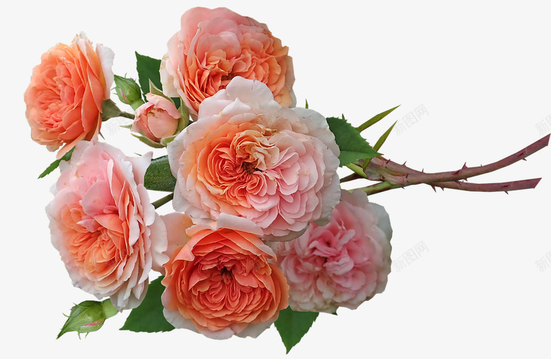 roses4330043960720花朵png免抠素材_新图网 https://ixintu.com 花朵
