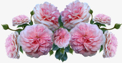 roses4130701960720花朵素材