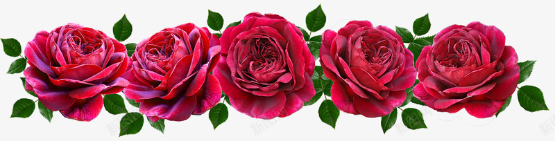 Flowers Red Roses Romantic Banner素菜恋png免抠素材_新图网 https://ixintu.com 素菜