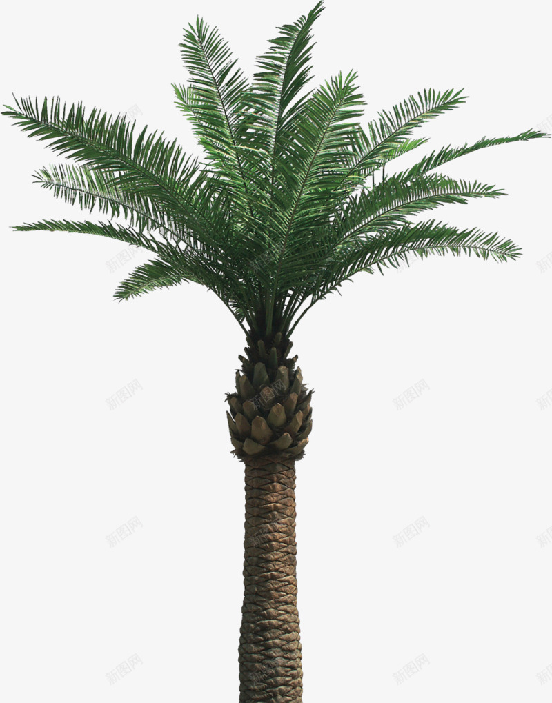 棕榈树植物png免抠素材_新图网 https://ixintu.com 棕榈树 植物