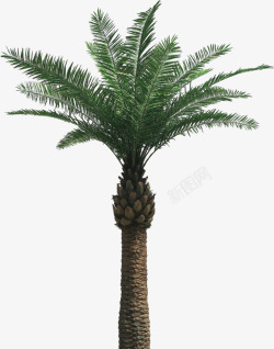棕榈树植物素材