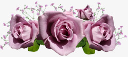 Rosesroses3789582960720花朵高清图片