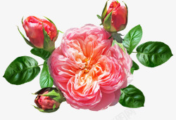 rose3034449960720花朵素材