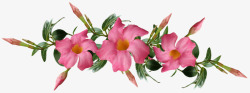 flowers4374721960720花朵素材