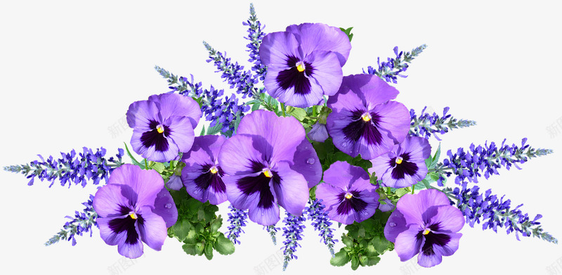 flowers4433456960720植物png免抠素材_新图网 https://ixintu.com 植物
