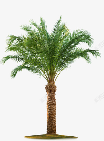 棕榈树植物png免抠素材_新图网 https://ixintu.com 棕榈树 植物