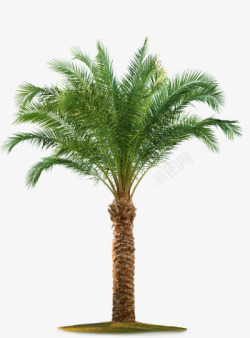 棕榈树植物素材