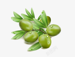 橄榄花 叶子 植物素材