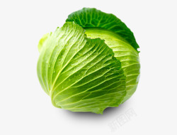 Cabbage  image蔬菜 水果素材