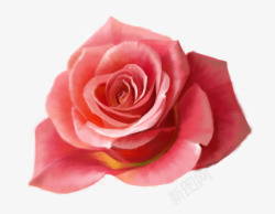 红色玫瑰花鲜花特写红色玫瑰花特写花花装饰高清图片