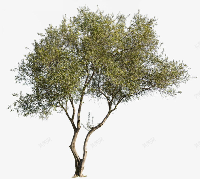 Olivetree1080xCZ材质植物png免抠素材_新图网 https://ixintu.com 材质 植物