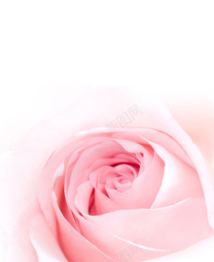 浪漫粉色花朵背景背景