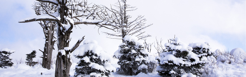 雪景背景jpg设计背景_新图网 https://ixintu.com 雪 树 白云 冬季 天猫 淘宝 海报 海报banner 摄影 风景