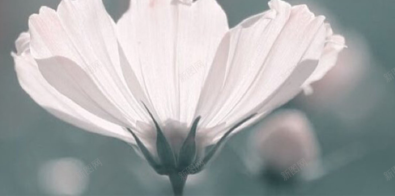 模糊的花朵背景H5素材背景jpg设计背景_新图网 https://ixintu.com 模糊背景 植物 模糊 花朵 H5素材